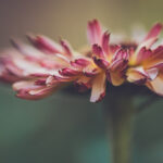 11选5开奖历史数据全记录与趋势分析 21ot9e